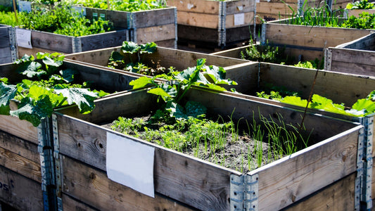 The Balcony Botanist: 5 Foolproof Veggies for Concrete Jungles