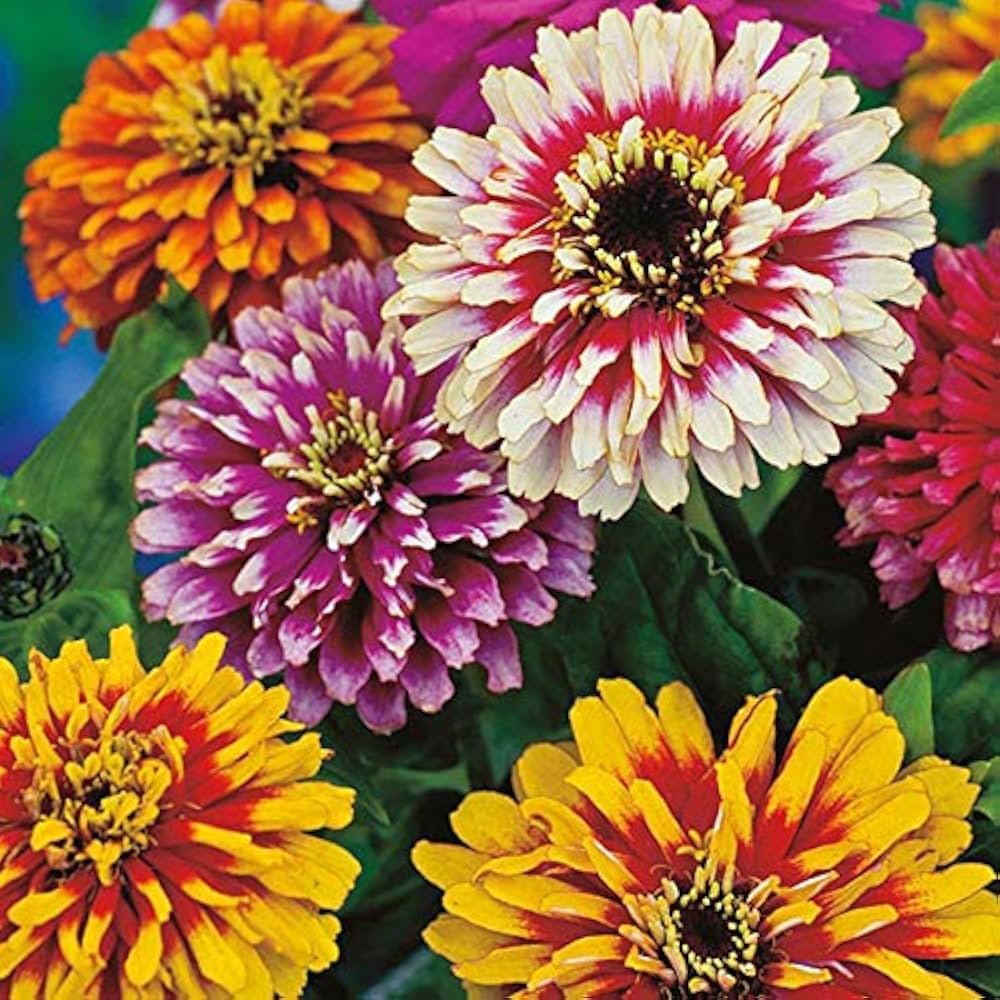 DIY Zinnia Flower Growing Kit | Easy Home Gardening Set | Perfect Eco-Friendly Gift