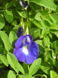 DIY Butterfly Pea (Aparajita) Flower Growing Kit | Grow Blue Tea Flowers at Home