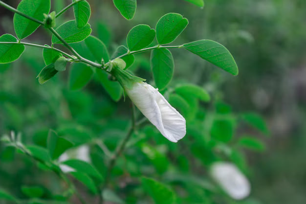 DIY Butterfly Pea (Aparajita) Flower Growing Kit | Grow Blue Tea Flowers at Home