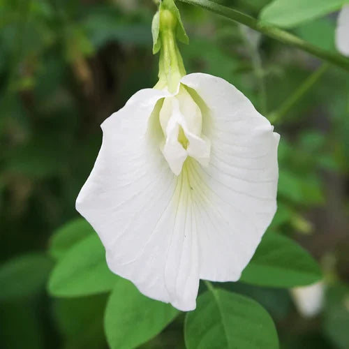 DIY Butterfly Pea (Aparajita) Flower Growing Kit | Grow Blue Tea Flowers at Home